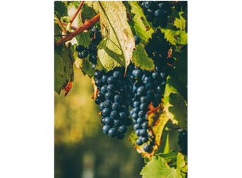 How Exchange Rates Affect the Wine Import Industry