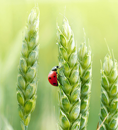 The future of farming